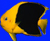 ryba